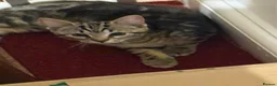 Mixed Breed cats for sale: 1 boy Bengal X ready to leave now - Advert 2