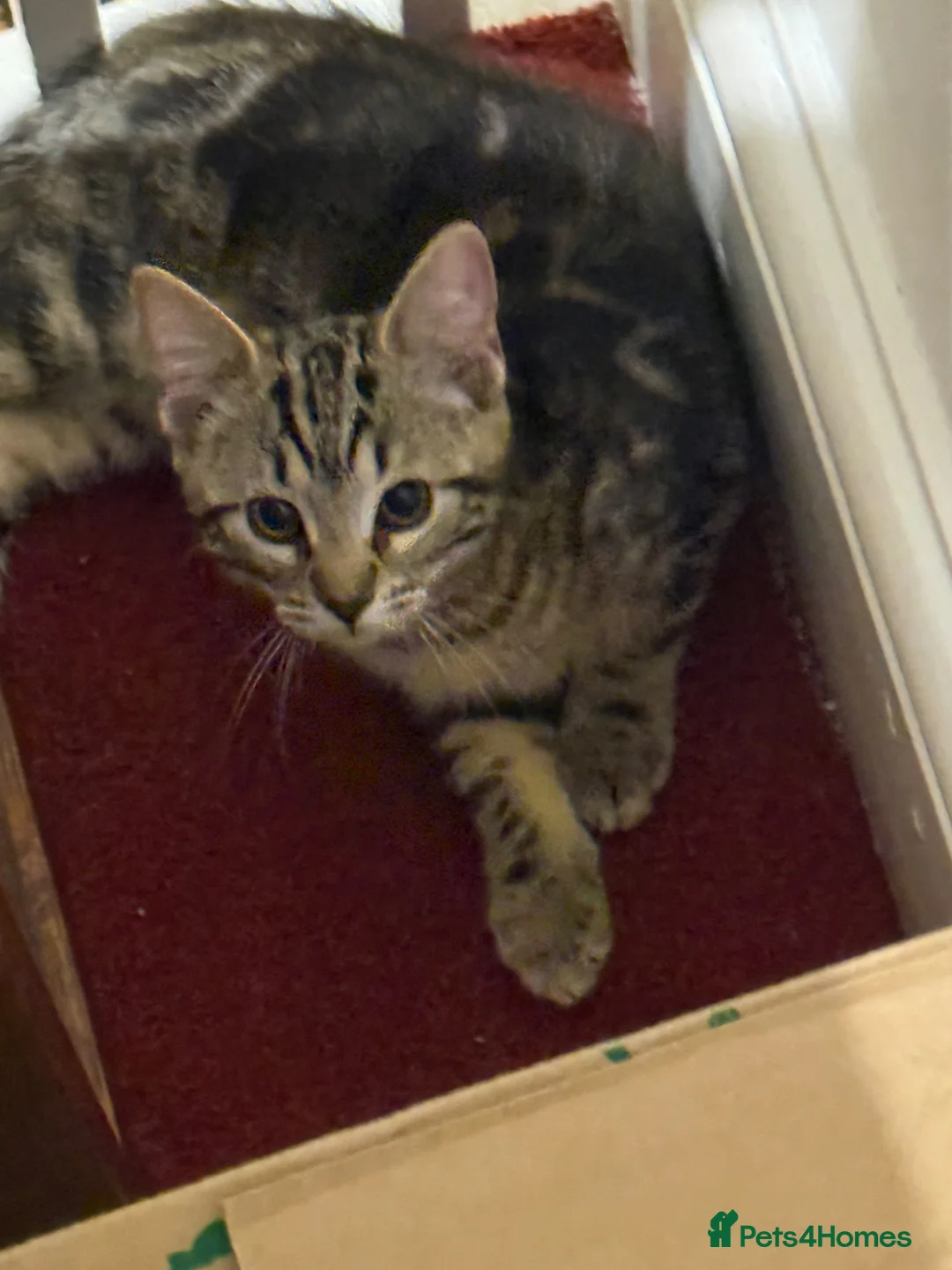 Mixed Breed cats for sale: 1 boy Bengal X ready to leave now - Advert 2