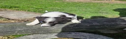 Border Collie dogs for sale: Beautiful Border Collie Puppies - Advert 12