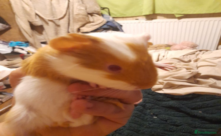 Guinea Pig rodents - Advert 1