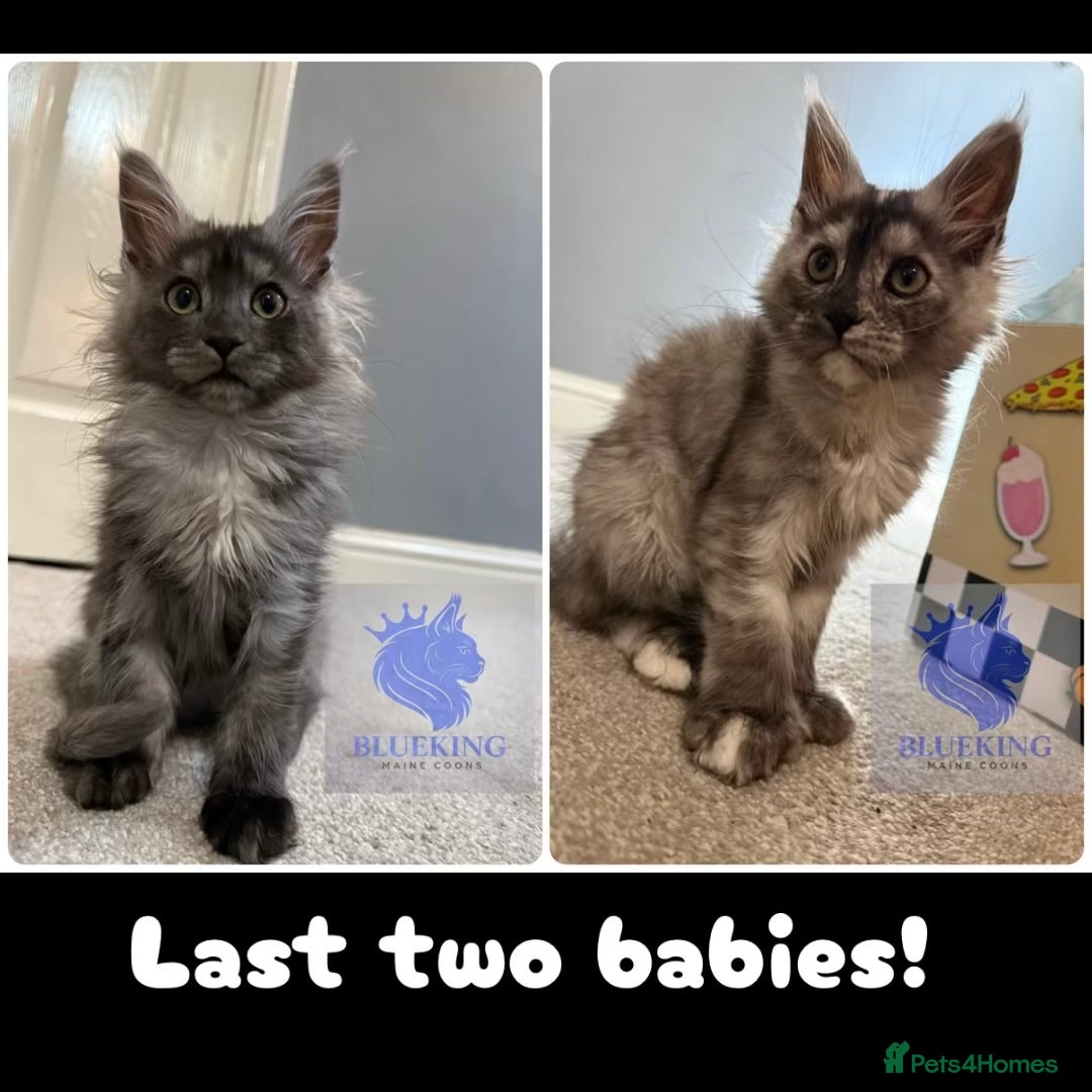 Maine Coon cats Last 2 REDUCED!! high silver Maine coon kittens - Advert 5