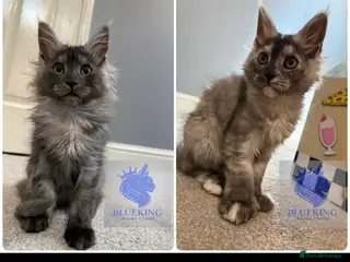 Maine Coon cats Last 2 REDUCED!! high silver Maine coon kittens - Advert 5