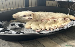 Mixed Breed dogs for sale: READY 🩷🩵F1 Coton de tulear  cross Maltese 😍 - Image 7