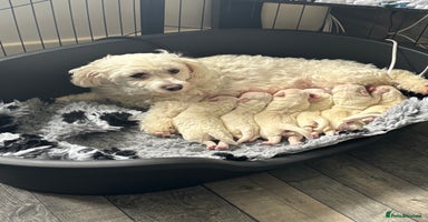Mixed Breed dogs - Advert 14