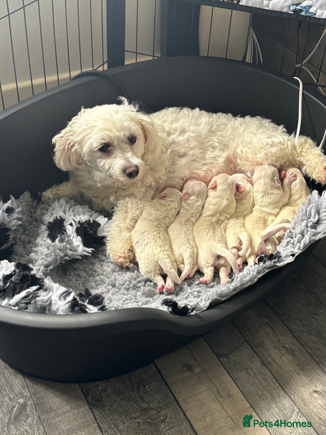 Mixed Breed dogs for sale: READY 🩷🩵F1 Coton de tulear  cross Maltese 😍 - Image 7