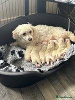 Mixed Breed dogs - Advert 7