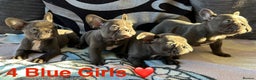 French Bulldog dogs for sale: 4 Solid Blue French Bulldog Girls - Advert 6