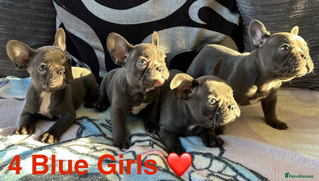 French Bulldog dogs for sale: 4 Solid Blue French Bulldog Girls - Advert 6