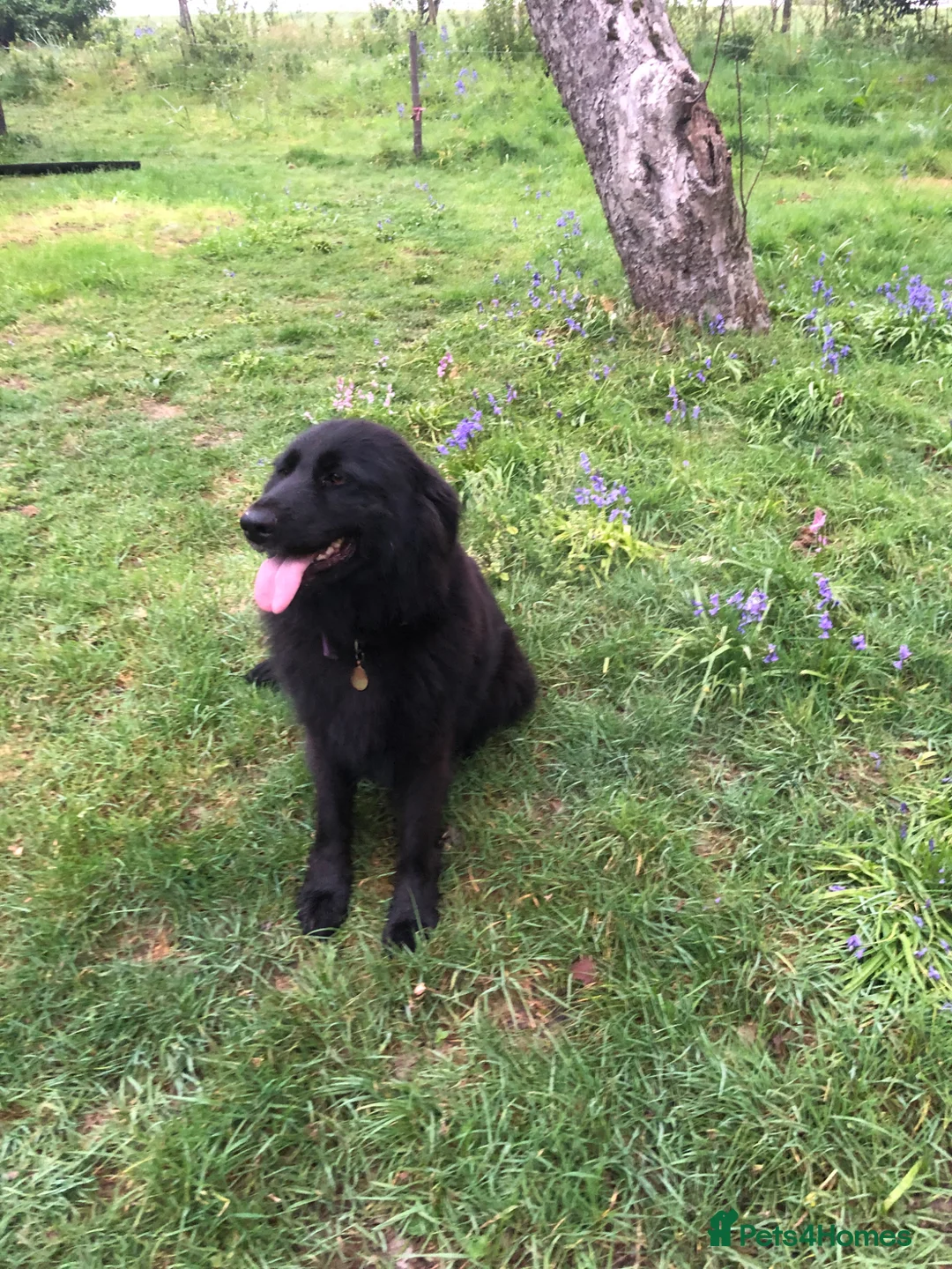 Sheprador dogs for sale: Young female, German Shepherd, Labrador - Advert 2