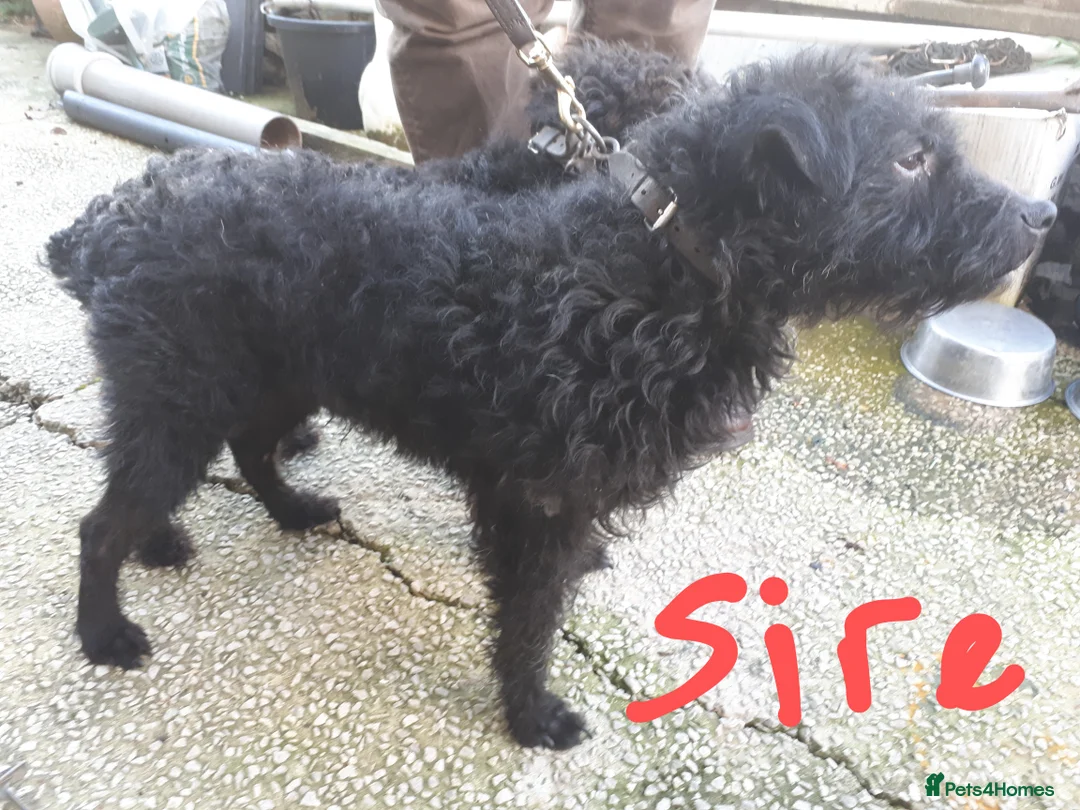 Patterdale Terrier dogs for sale: Male patterdale terrier pup - Advert 3