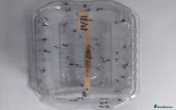Praying Mantis invertebrates for sale: Ghost Mantis Nymphs - Phyllocrania paradoxa - Image 2