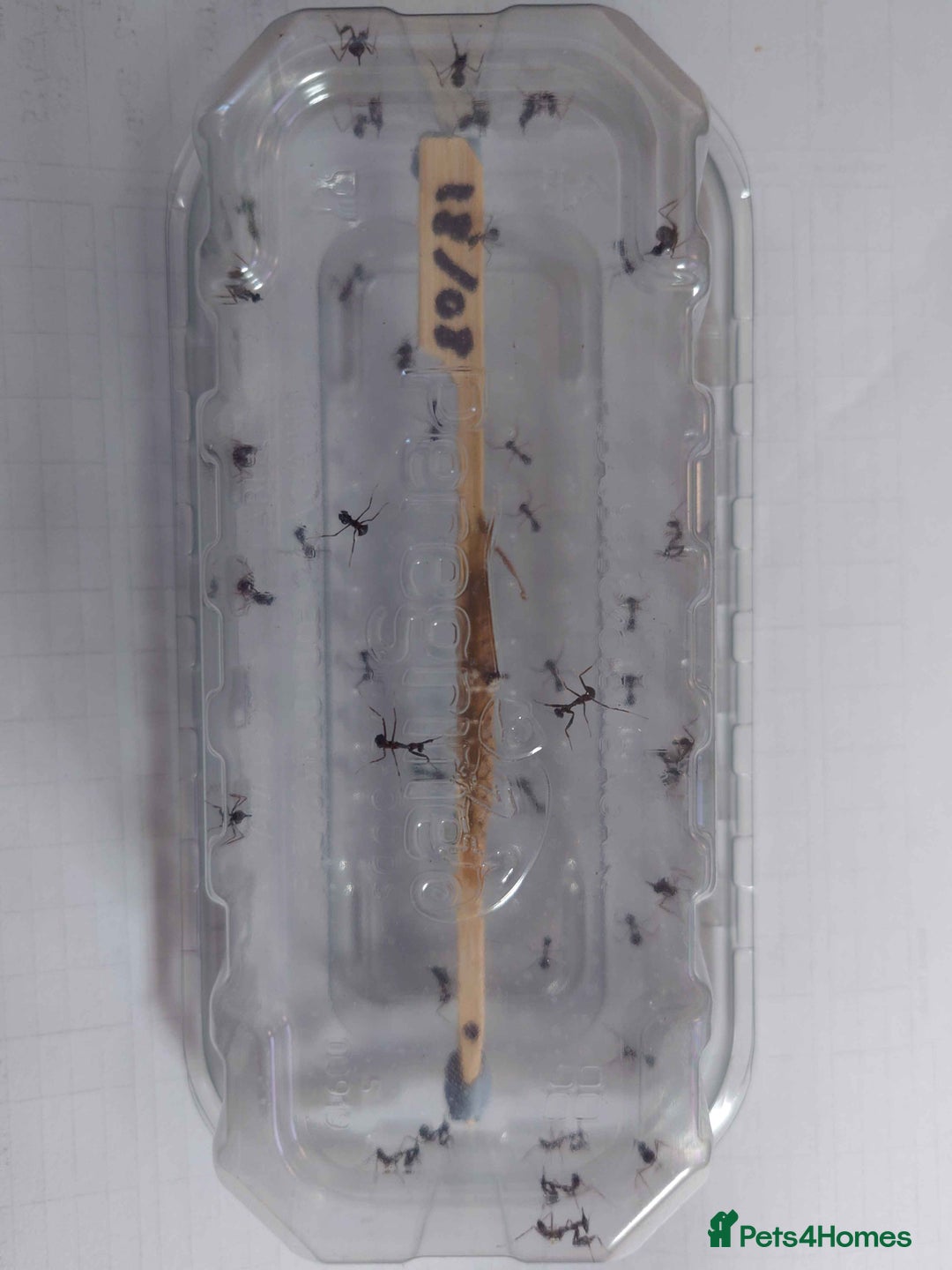 Praying Mantis invertebrates for sale: Ghost Mantis Nymphs - Phyllocrania paradoxa - Image 2