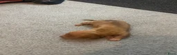 Dachshund dogs for sale: Beautiful miniature dachunds  - Advert 6