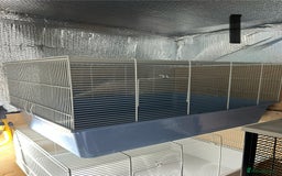 Rat rodents for sale: Rats & complete set up - Image 7