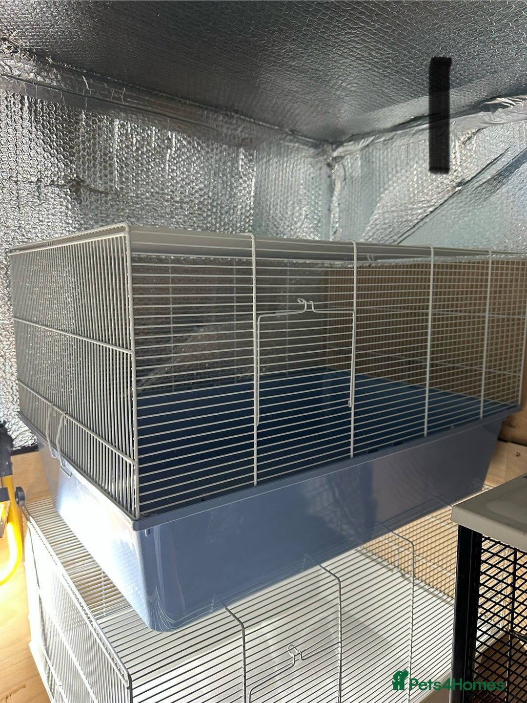 Rat rodents for sale: Rats & complete set up - Image 7