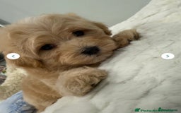 Maltipoo dogs for sale: 5 girls. fully DNA & health tested clear parents.  - Advert 4