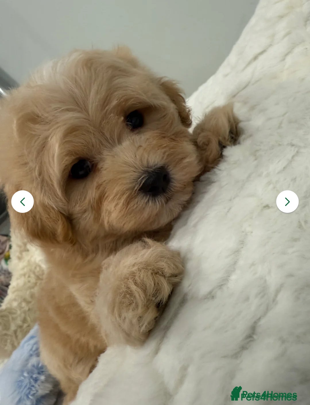 Maltipoo dogs for sale: 5 girls. fully DNA & health tested clear parents.  - Advert 4