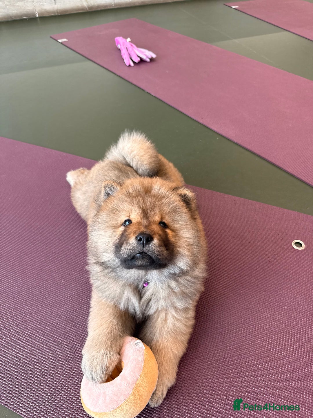 Chow Chow dogs for sale: Chow Puppies looking for new home - Image 27