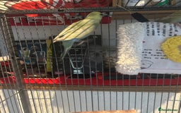 Budgerigars birds for sale: 2 lovely rainbow budgies for sale  - Image 3
