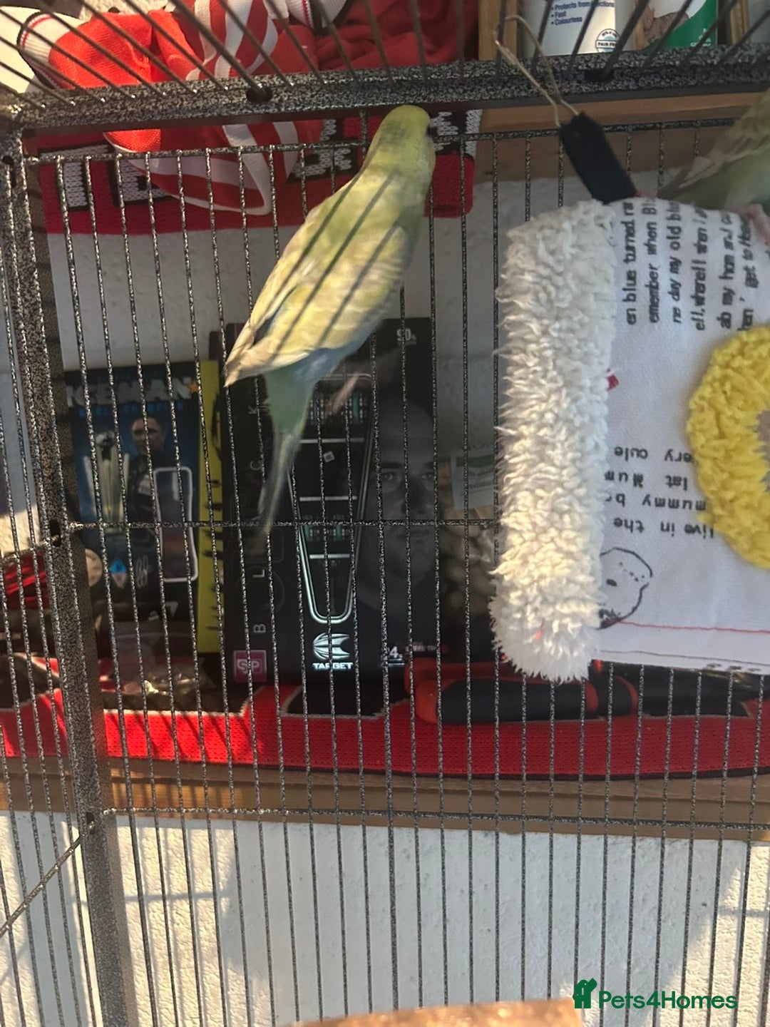 Budgerigars birds for sale: 2 lovely rainbow budgies for sale  - Image 3