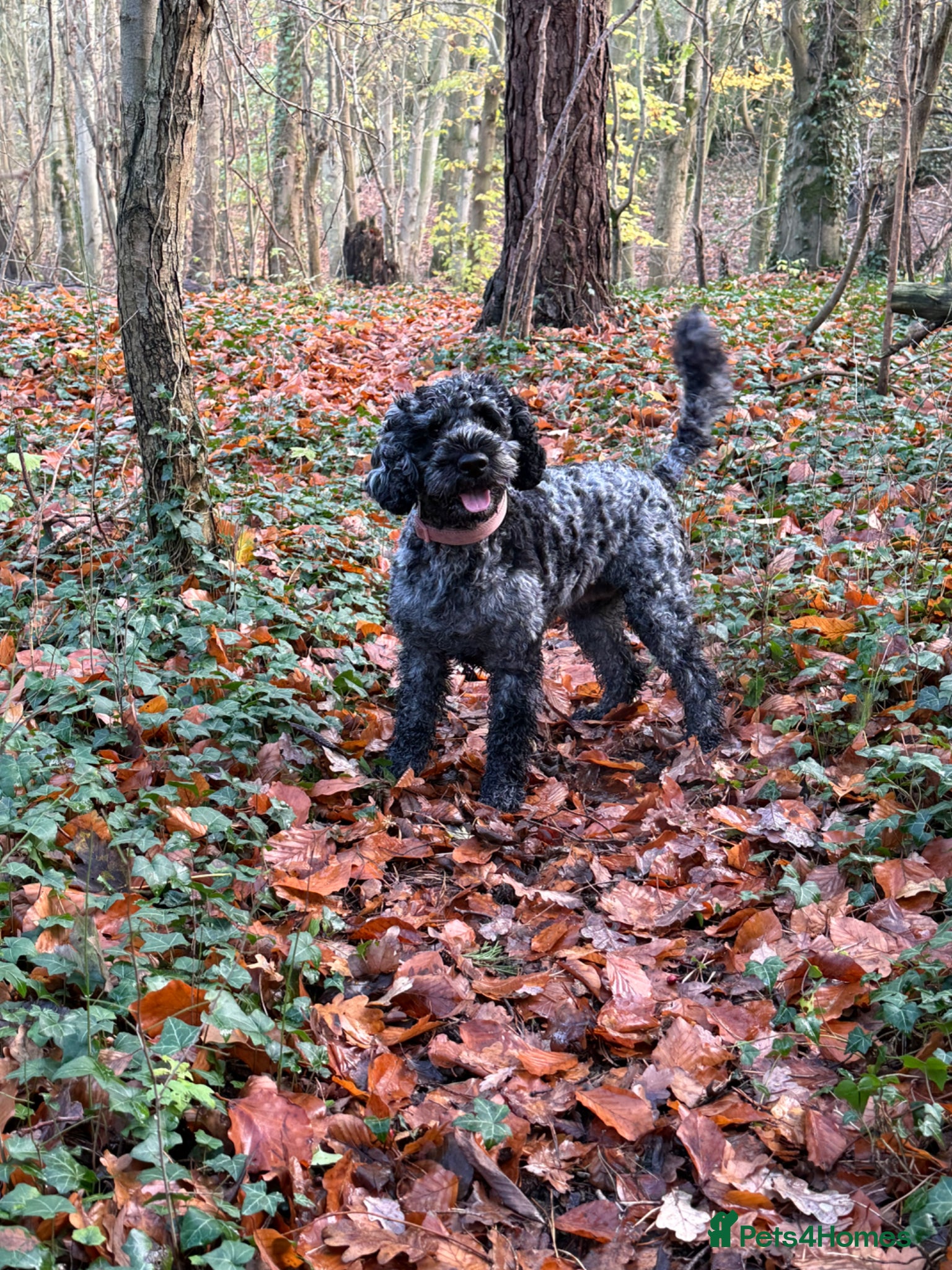 Cockapoo dogs Cockerpoo puppies F1B  - Advert 10