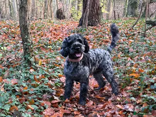 Cockapoo dogs Cockerpoo puppies F1B - Advert 13