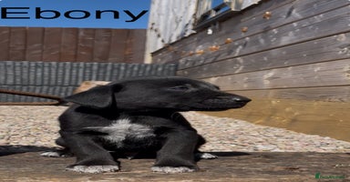 Mixed Breed dogs - Advert 16