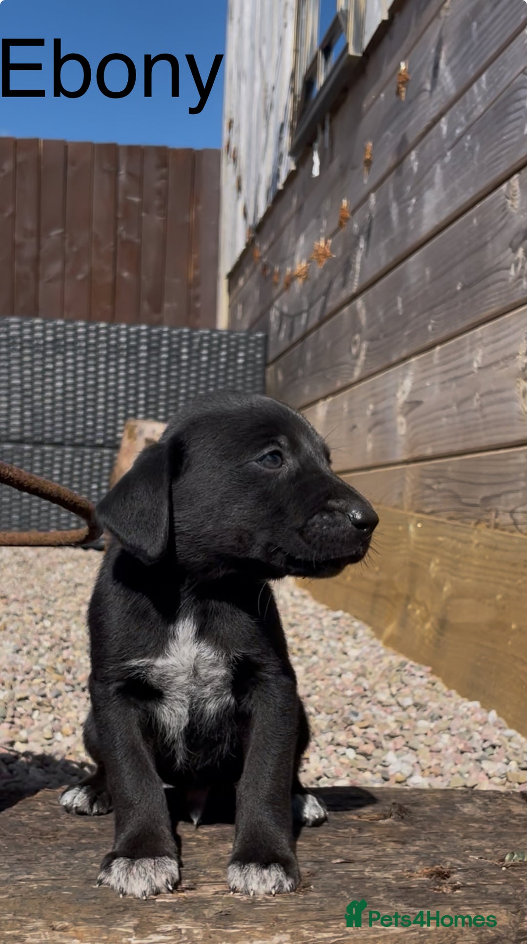 Mixed Breed dogs for sale: Stunning DNA heath test Collie x Hungarian Viszla - Image 3