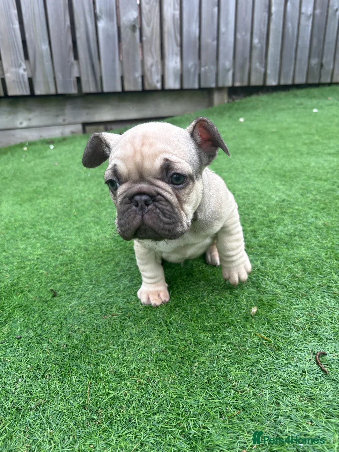French Bulldog dogs for sale: French Bulldog Puppies - Fawn/Cream - Advert 10