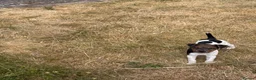 Jack Russell dogs for sale: Jack Russel bitch pup  in Ross-on-Wye - Advert 3