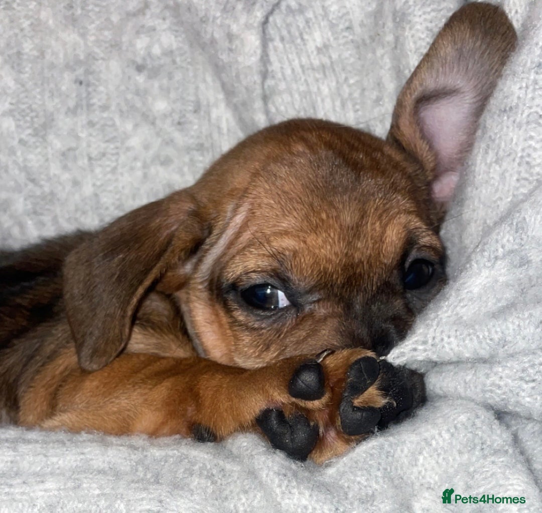 Mixed Breed dogs for sale: Frenchie/ dashund  - Advert 6