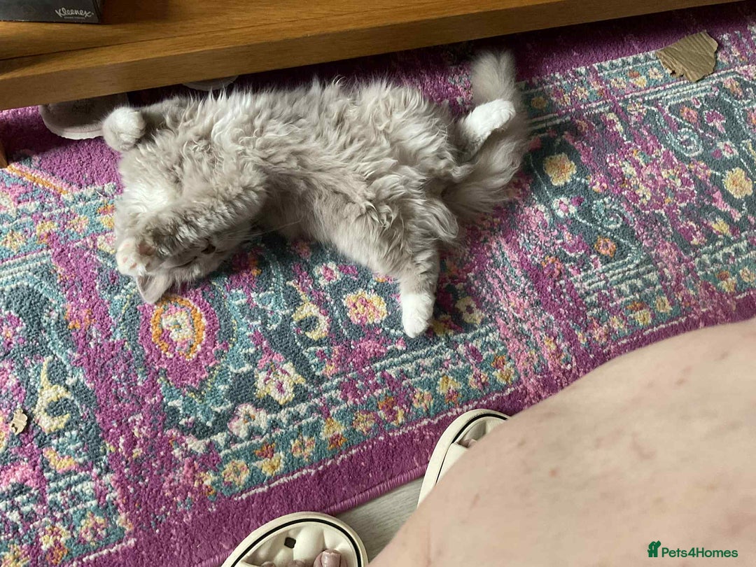 Ragdoll cats for sale: Gorgeous Longhair Ragdoll Kittens - Image 6