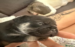 Frug dogs for sale: Puppies  - Image 17