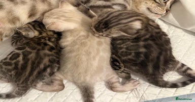 Bengal cats 🎉Tica Pedigree Stunning Little Leopards🎉  - Advert 5
