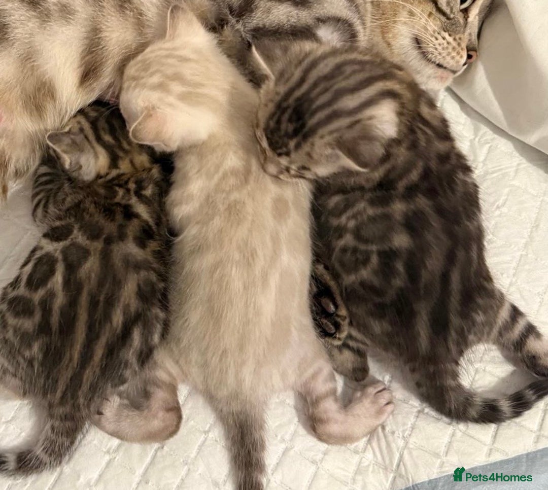 Bengal cats for sale: 🏆🎉New Pedigree Tica Mini Leopards Ready Soon🎉🏆 - Advert 5