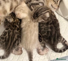Bengal cats 🏆🎉New Pedigree Tica Mini Leopards Ready Soon🎉🏆 - Advert 7