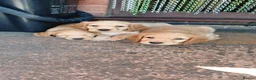 Cocker Spaniel dogs for sale: Gorgeous litter of 8 puppies  - Advert 2