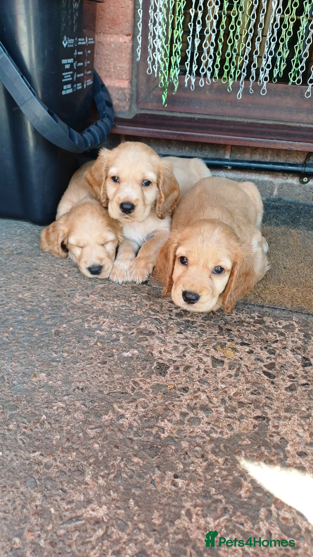 Cocker Spaniel dogs for sale: Gorgeous litter of 8 puppies  - Advert 2