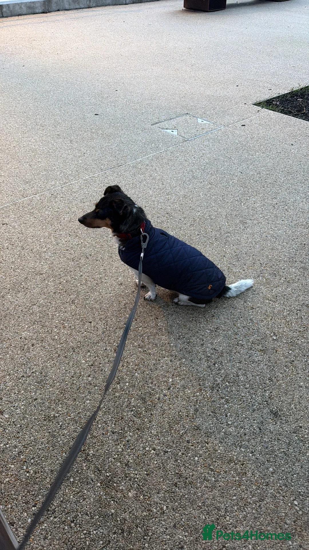 Jack Russell dogs for sale: Male Jack Russell  in Gainsborough - Advert 1