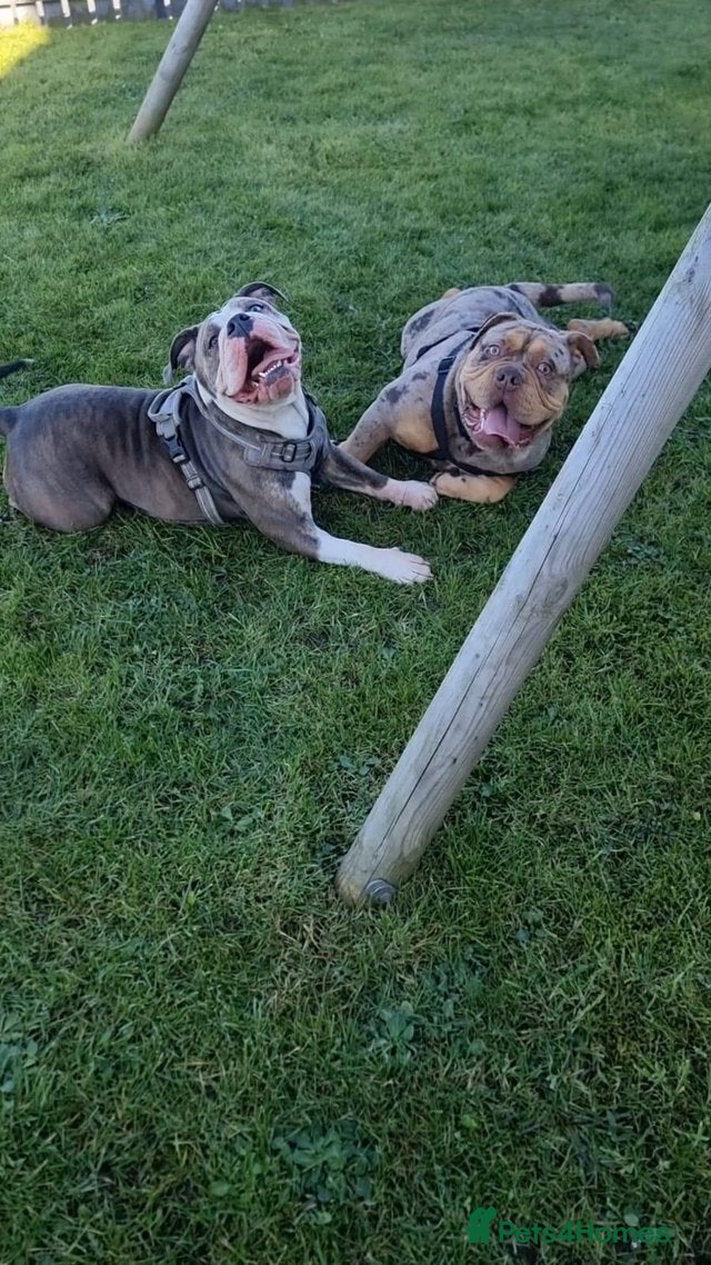 Olde English Bulldogge dogs Olde English bulldogge puppys - Advert 4