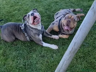 Olde English Bulldogge dogs Olde English bulldogge puppys - Advert 4