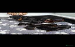 Miniature Dachshund dogs for sale: 2 miniature black and tan dachshund for sale  - Image 7