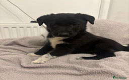 Mixed Breed dogs for sale: 3 fluffy Shollie German Shepard x Boarder Collie - Image 21