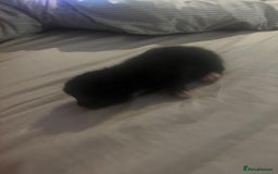 Domestic Shorthair cats for sale: 4 gorgeous kittens  - Image 7