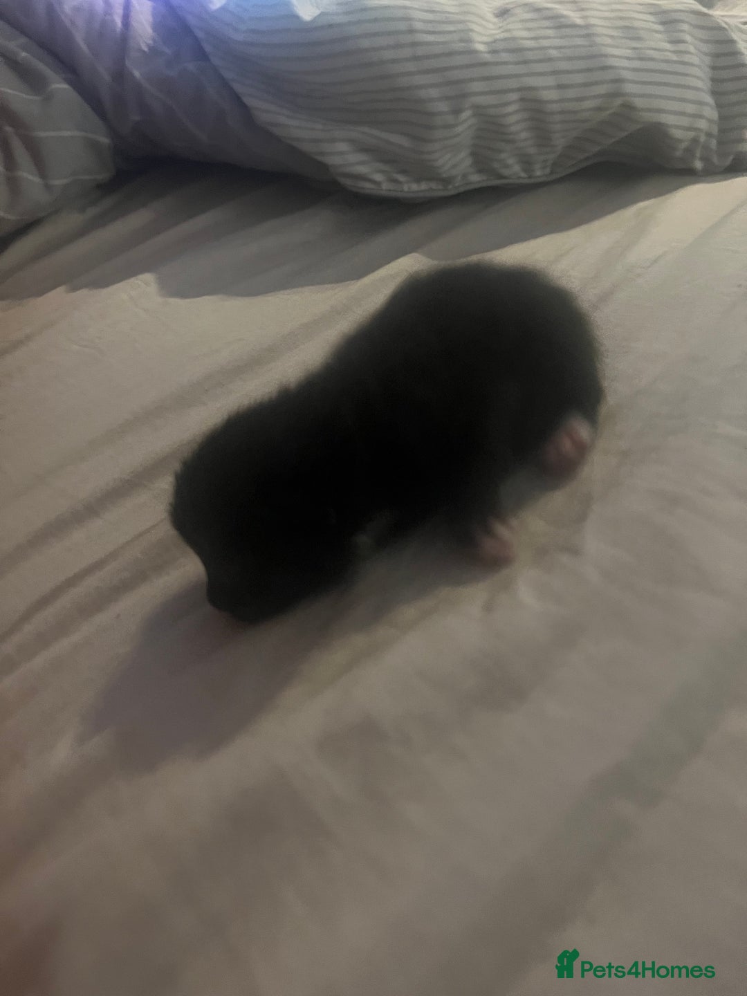 Domestic Shorthair cats for sale: 4 gorgeous kittens  - Image 7