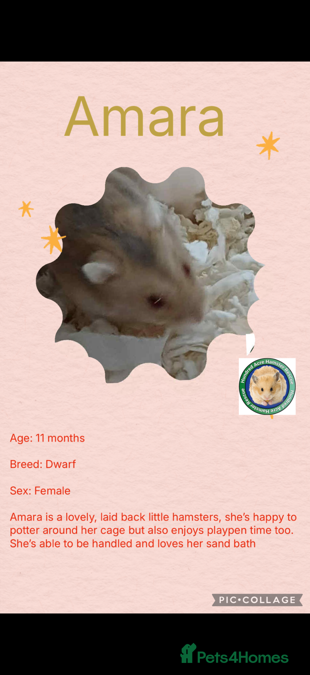 Hamster rodents for sale: Hamsters  - Advert 3