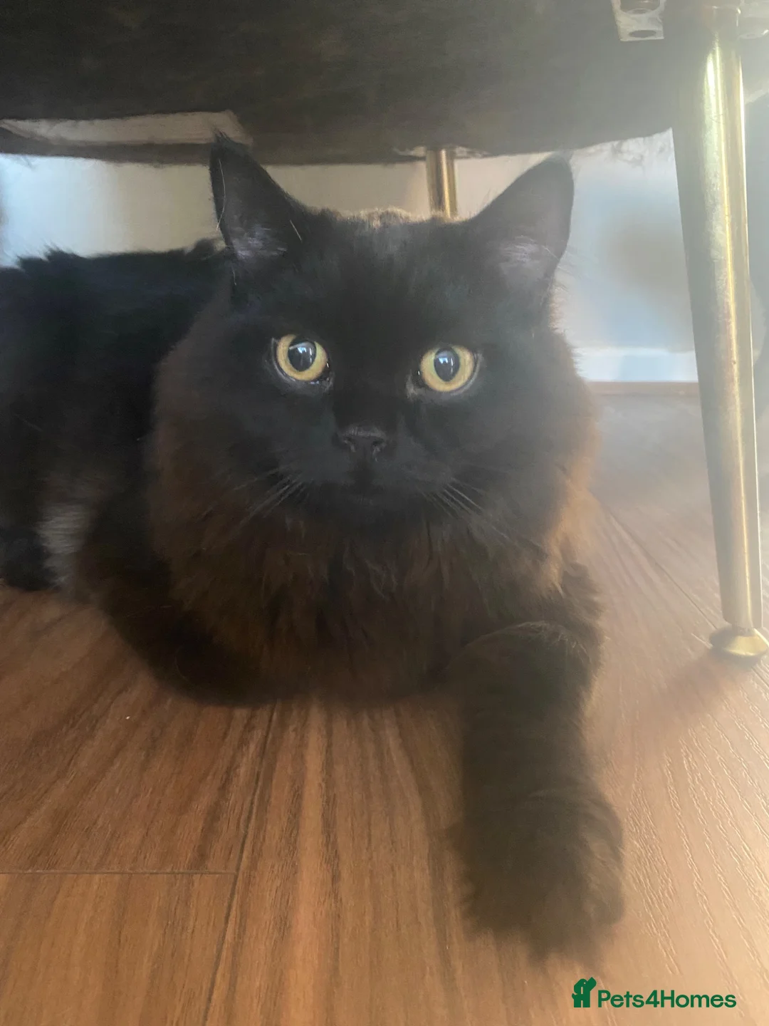 British Longhair cats for sale: Beautiful British Longhair Male - Advert 1