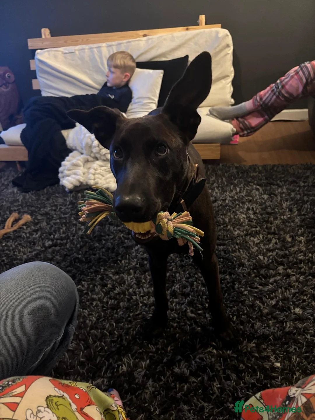 Mixed Breed dogs for sale: 7 month old Dutch shepherd/Chinese red mix - Advert 2
