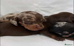 Dachshund dogs for sale: Dachshund Puppies  - Image 2