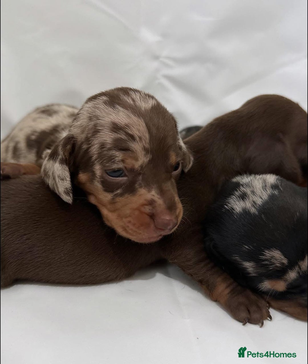 Dachshund dogs for sale: Dachshund Puppies  - Image 2